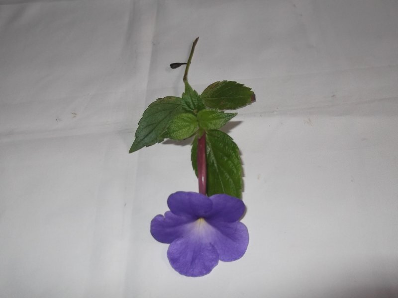 Achimenes grandiflora