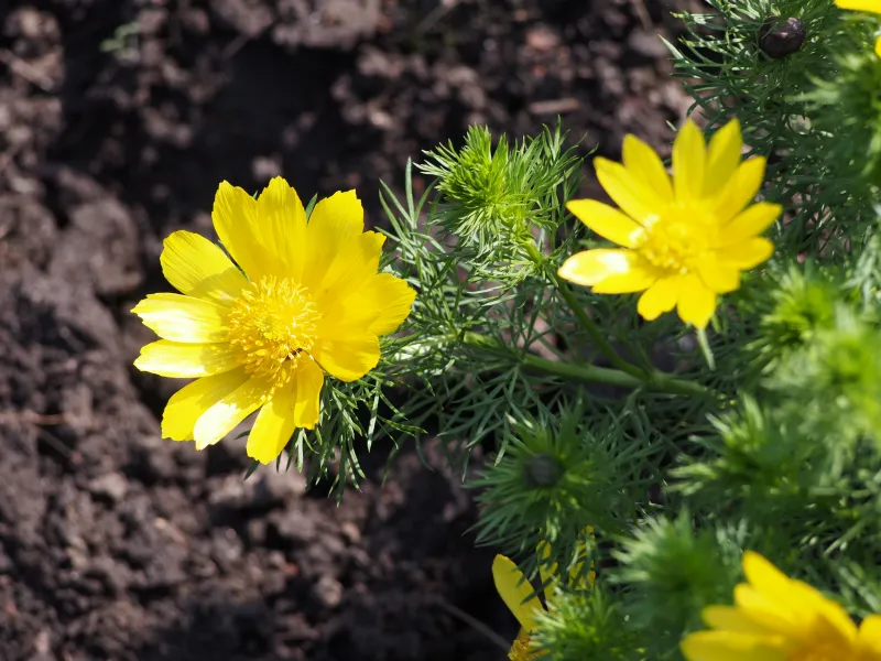 Adonis vernalis