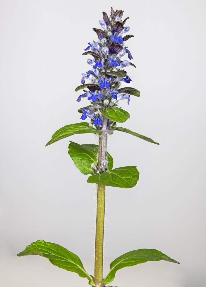 Ajuga reptans
