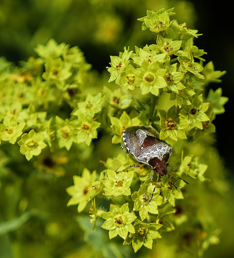 Alchemilla mollis