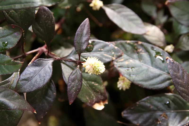Alternanthera bettzickiana