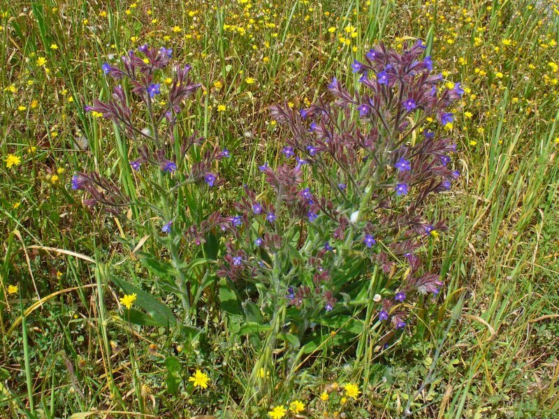 Anchusa azurea