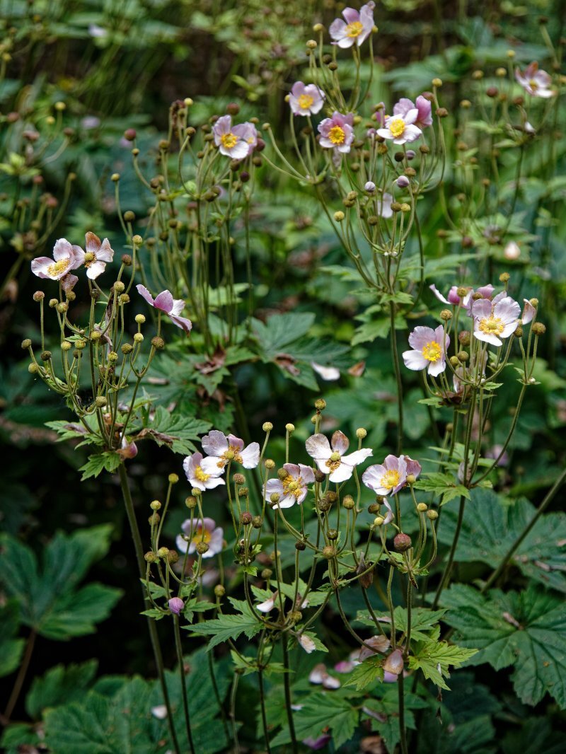 Anemone japonica