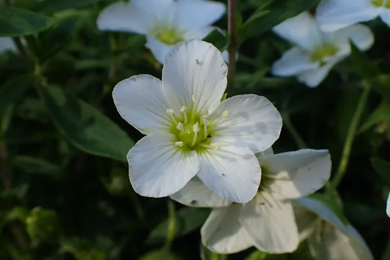 Arenaria montana