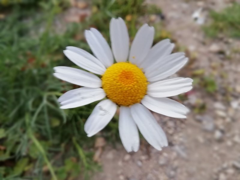 Argyranthemum frutescens