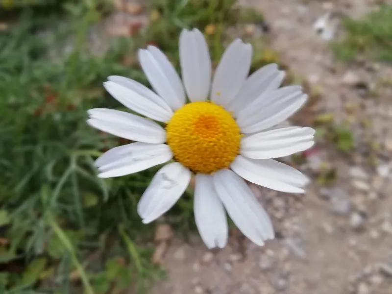 Argyranthemum frutescens