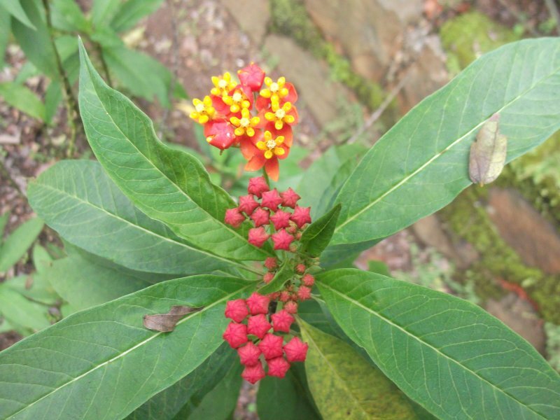 Asclepias curassavica