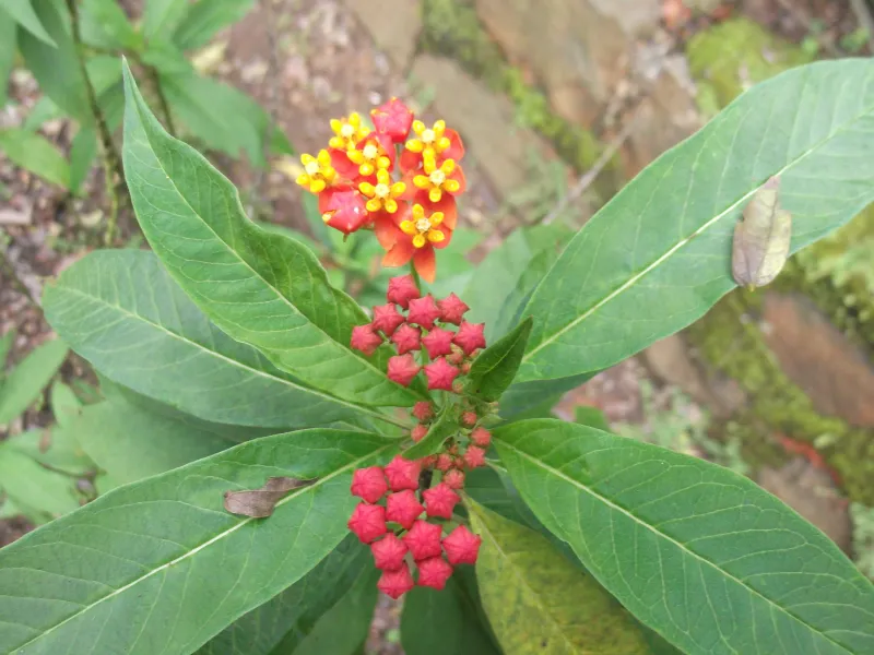 Asclepias curassavica