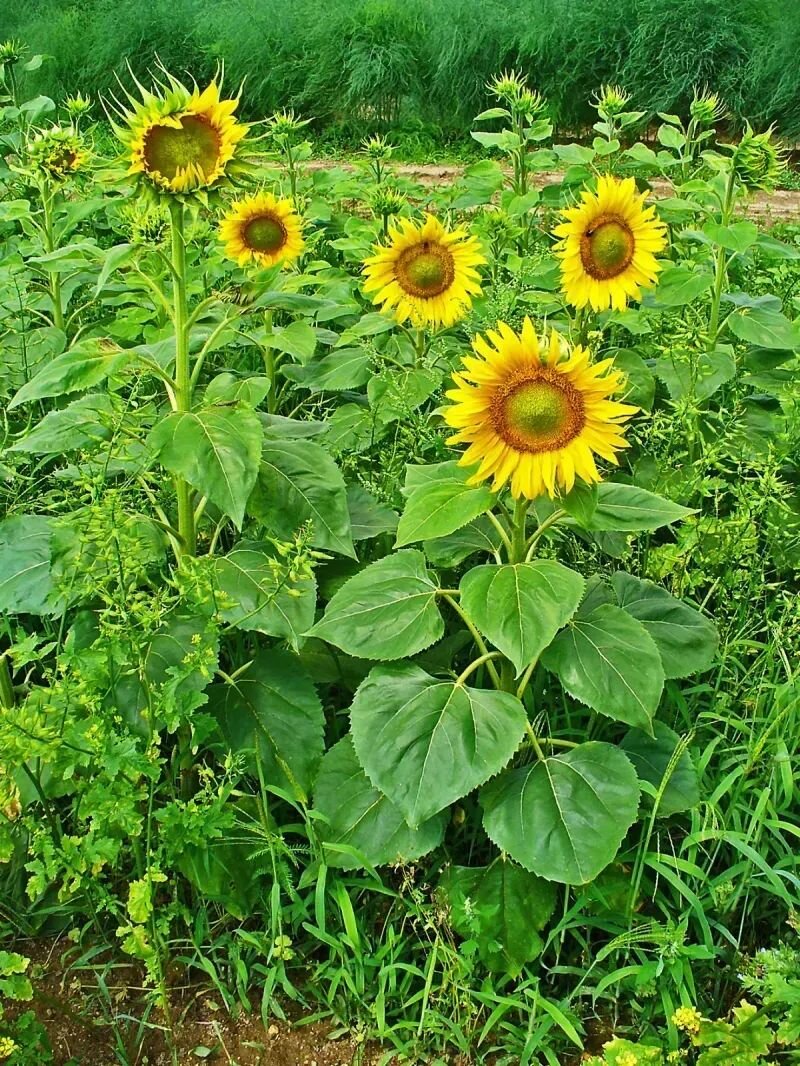 Helianthus annuus