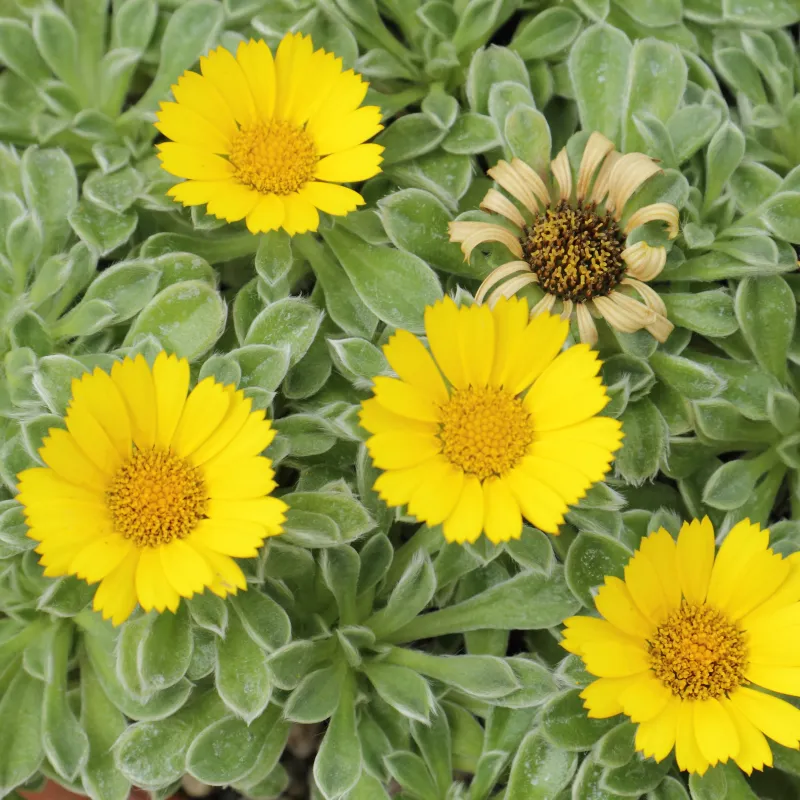 Asteriscus maritimus