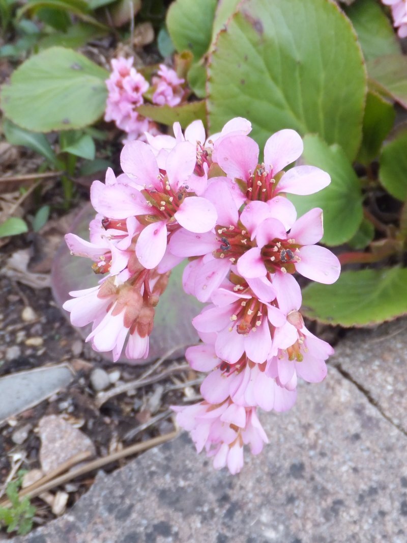 Bergenia crassifolia