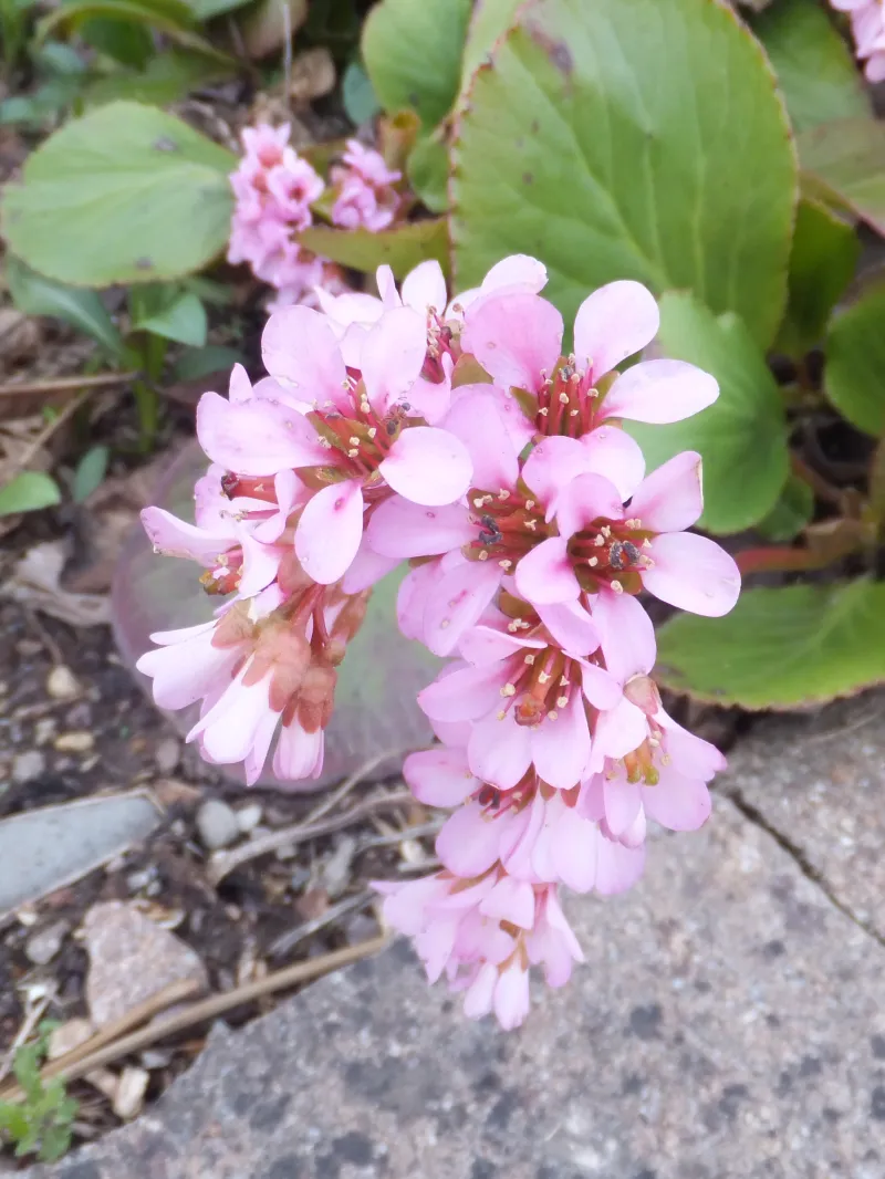 Bergenia crassifolia