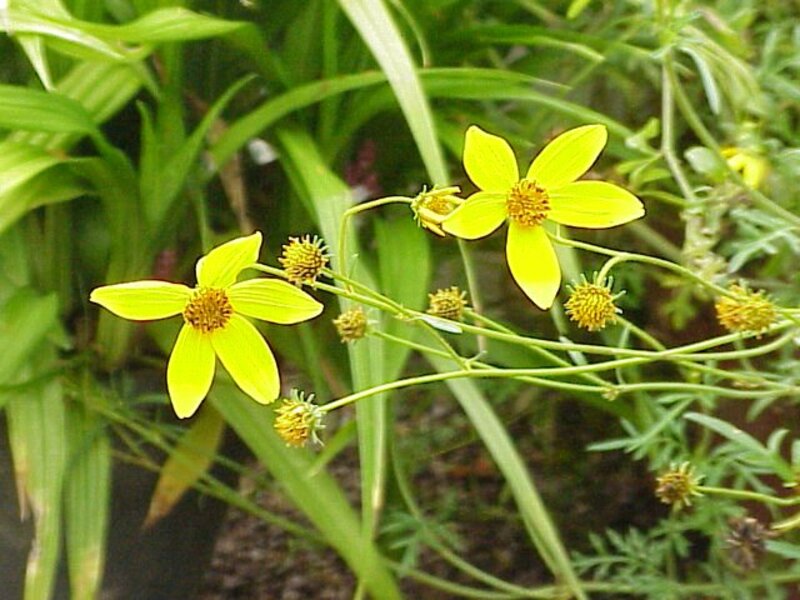 Bidens ferulifolia
