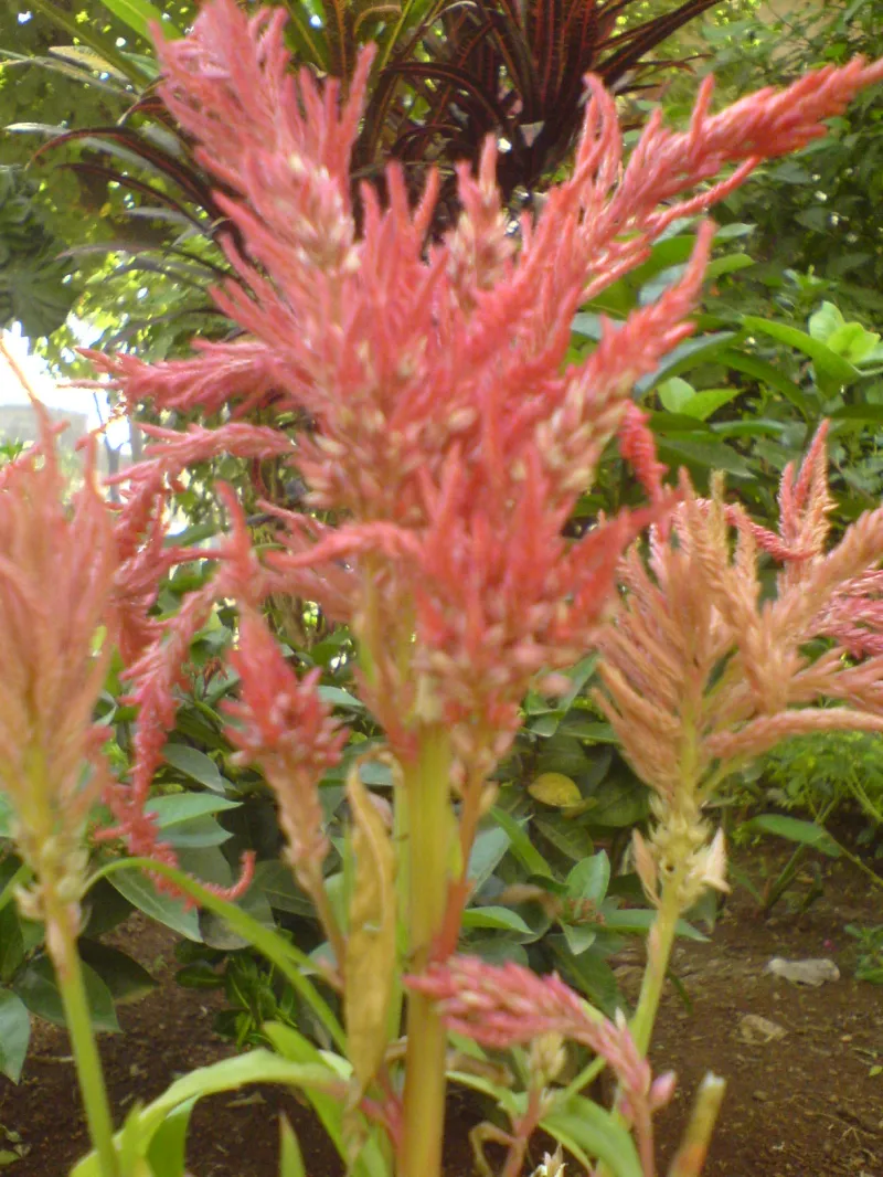 Celosia argentea var. plumosa