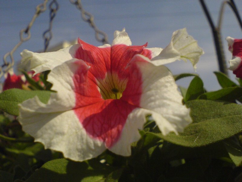 Petunia hybrida