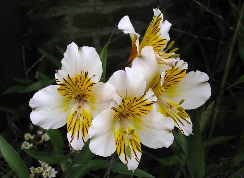 Alstroemeria aurantiaca