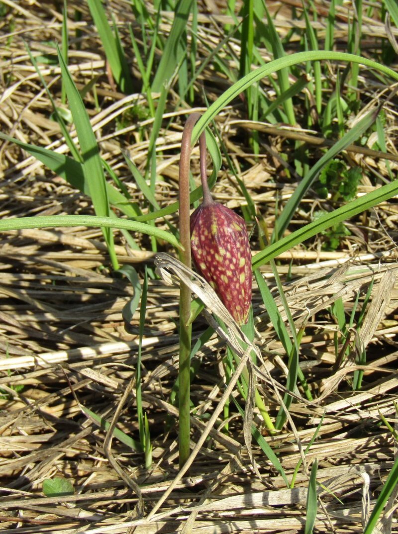 Fritillaria meleagris