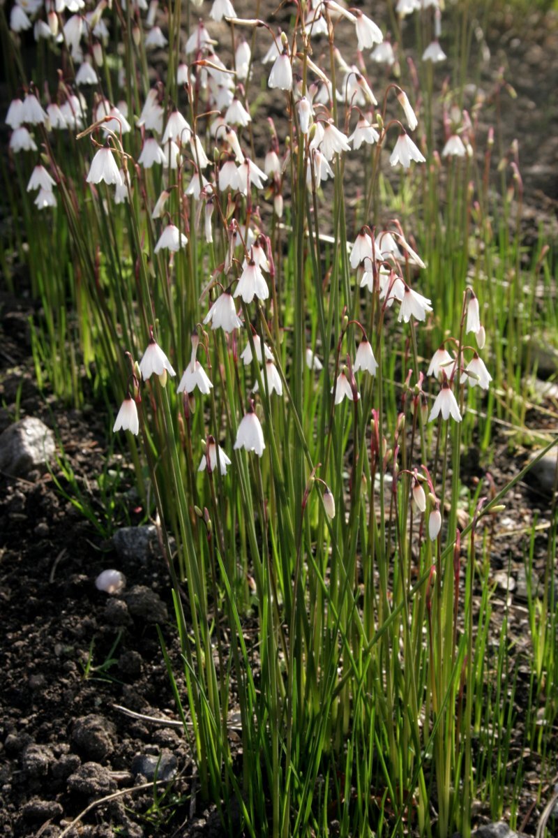 Leucojum autumnale
