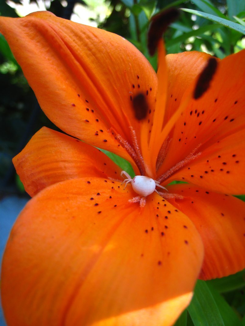 Lilium spp