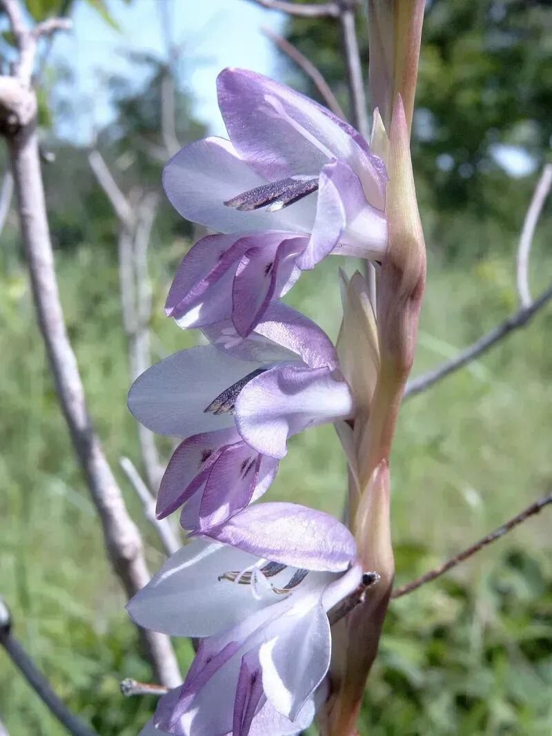 Gladiolus hortulanus