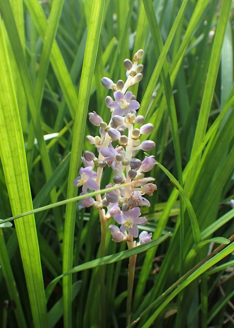Liriope spicata