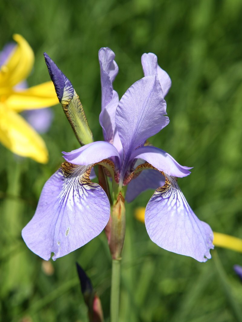 Iris sibirica