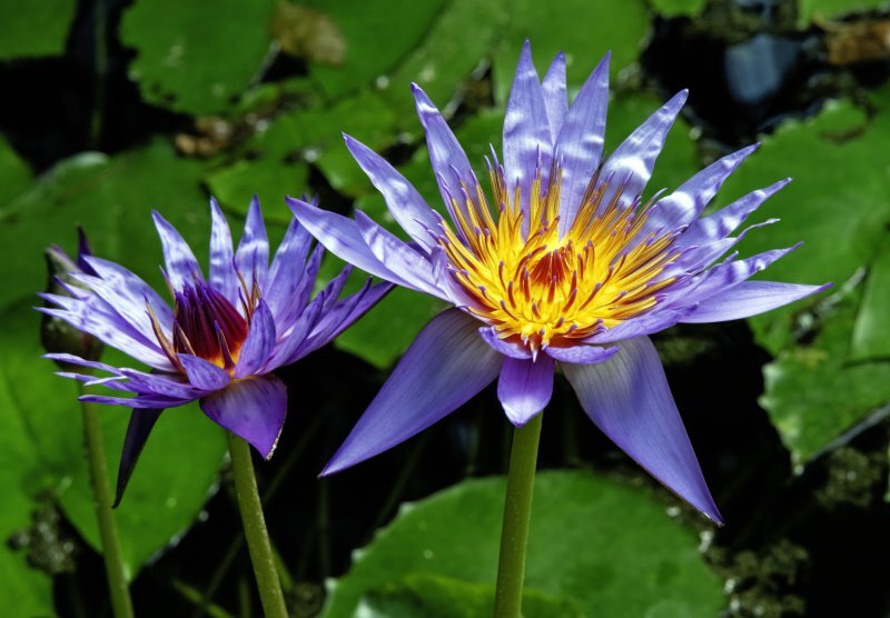Nymphaea caerulea