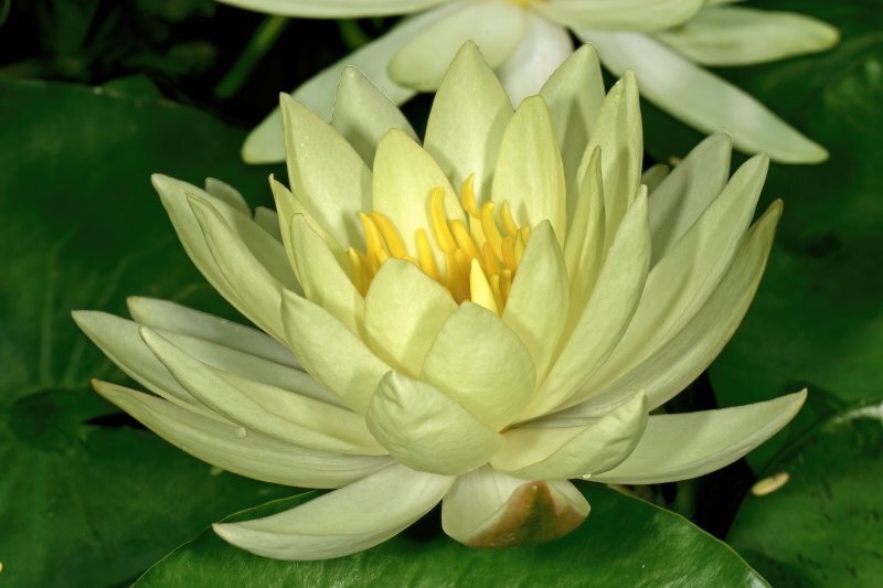 Nymphaea mexicana