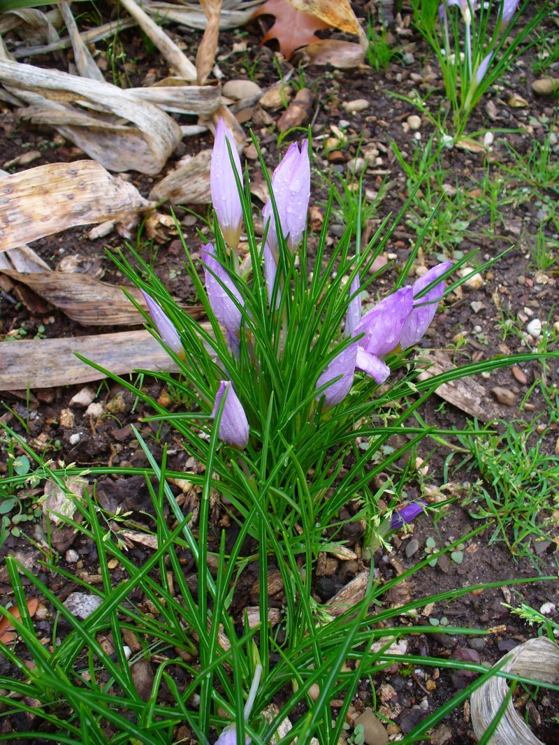 Crocus sativus