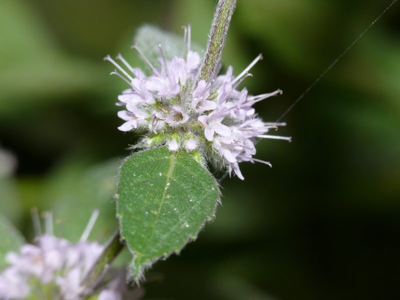 Mentha x verticillata