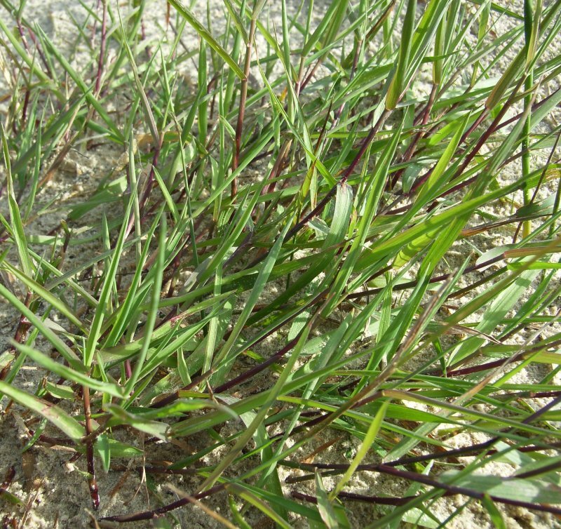 Agrostis stolonifera