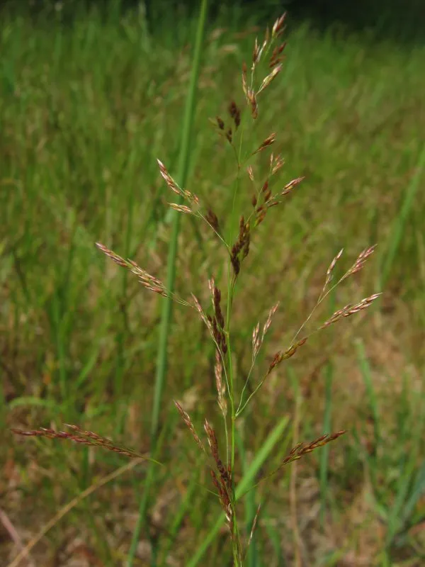 Agrostis tenuis