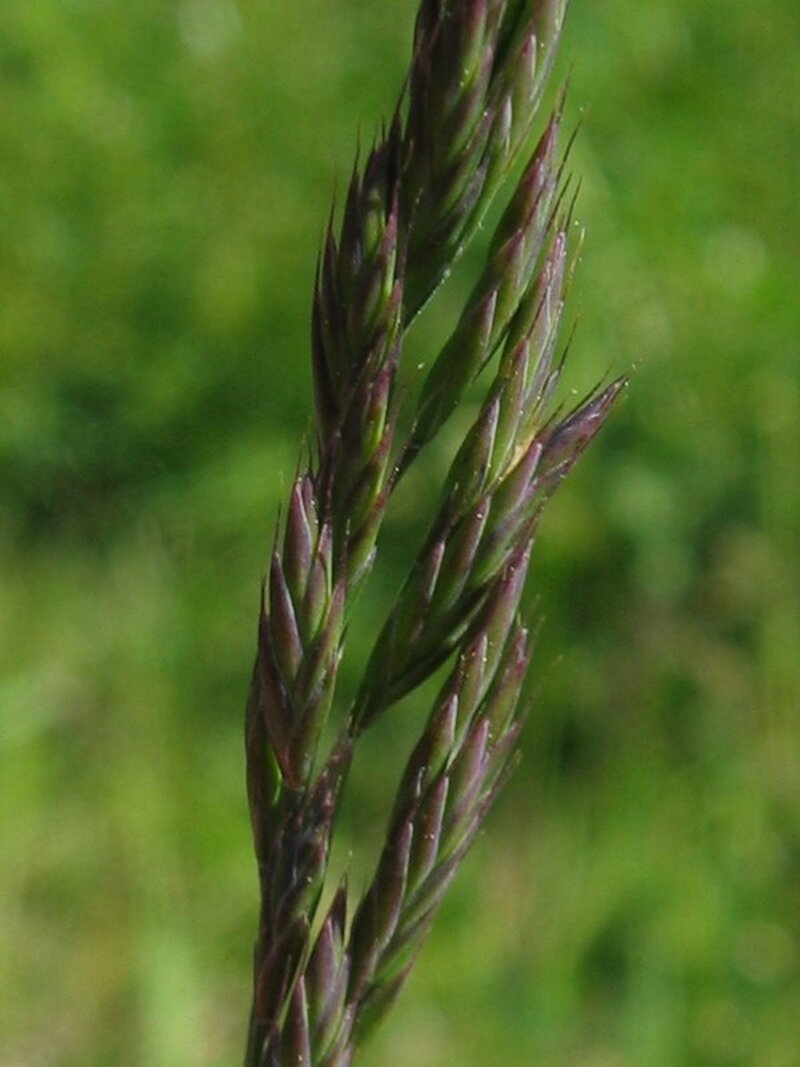 Festuca rubra