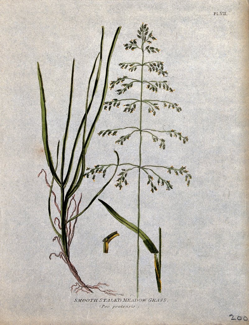 Poa pratensis