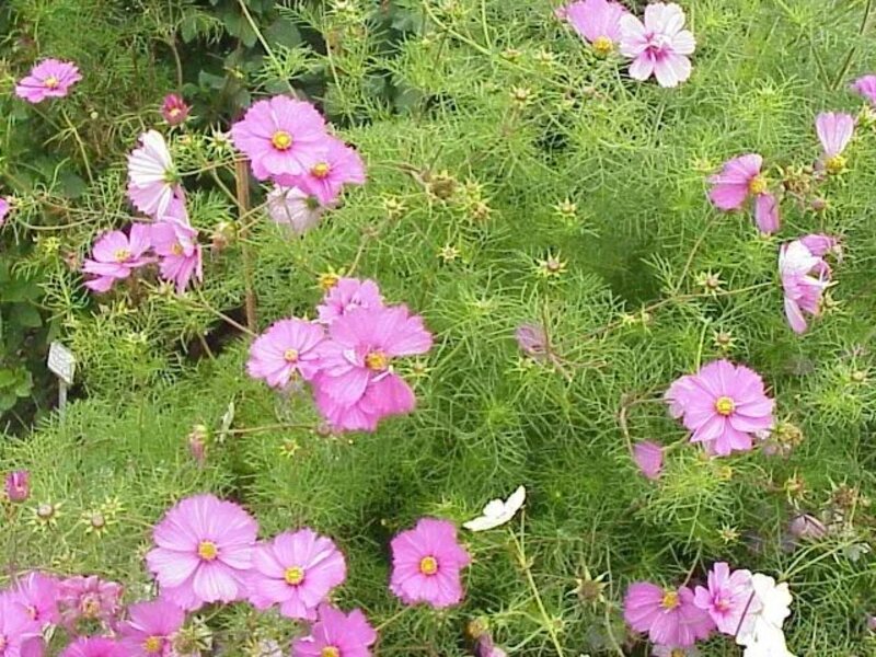 Cosmos bipinnatus