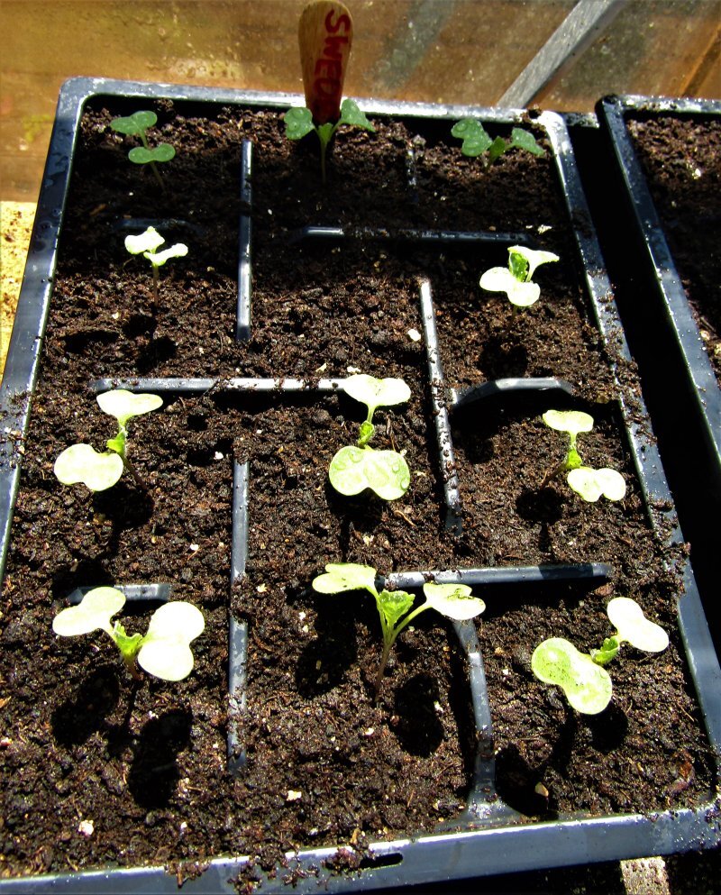 Brassica napus var. napobrassica