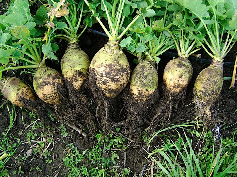 Brassica napus var. rapifera