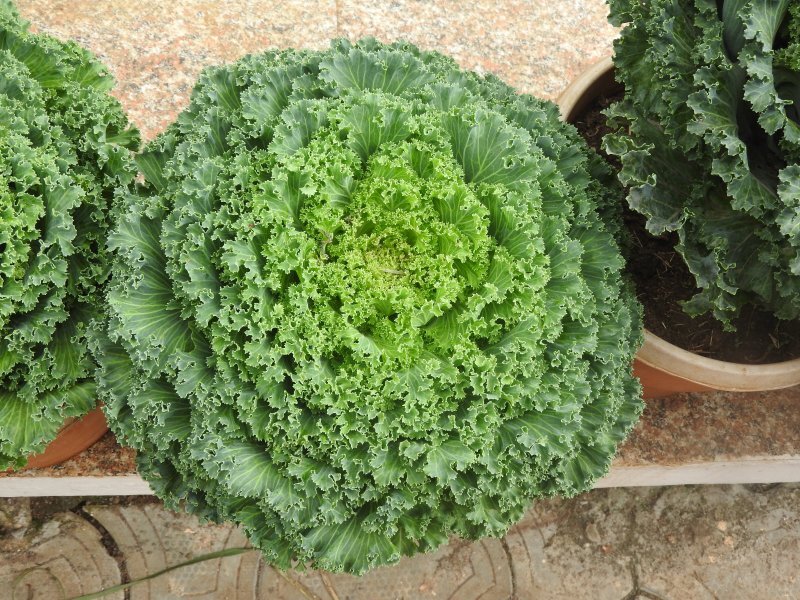 Brassica oleracea var. acephala