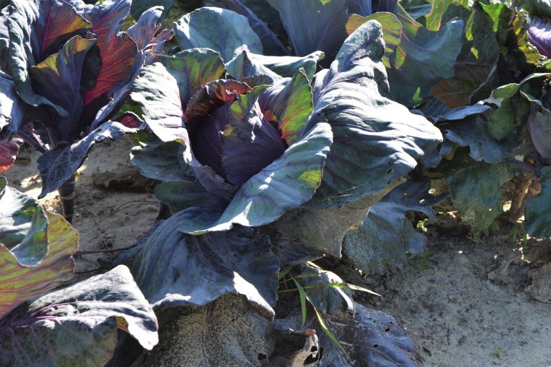 Brassica oleracea var. capitata