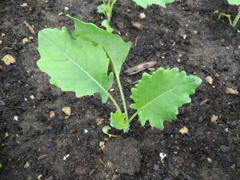 Brassica oleracea var. gongylodes