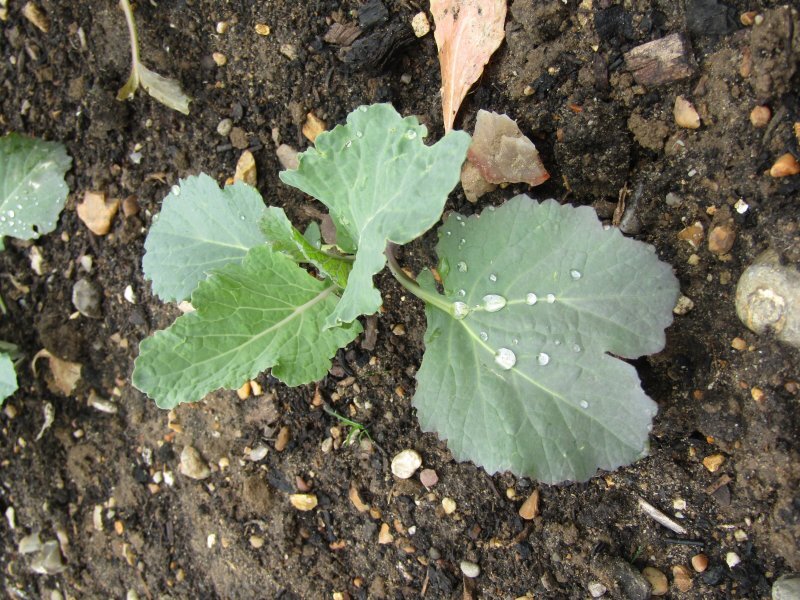 Brassica oleracea var. sabauda