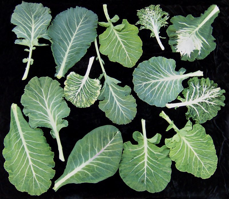 Brassica oleracea var. viridis