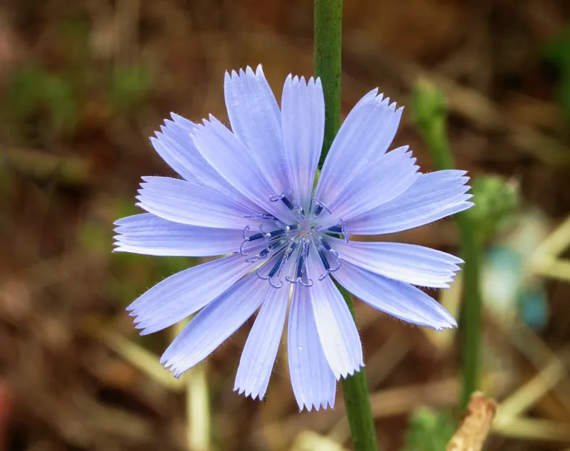 Cichorium intybus var. sativa