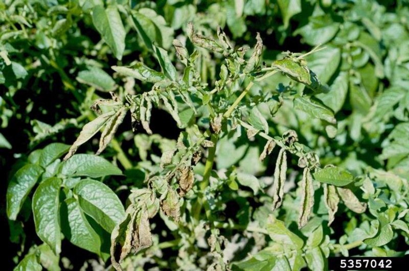 Solanum tuberosum subsp. tuberosum