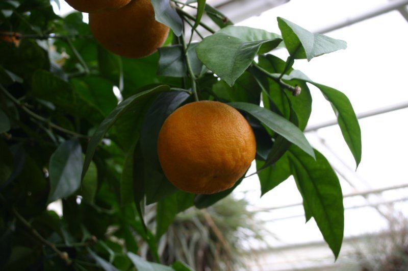 Citrus aurantium