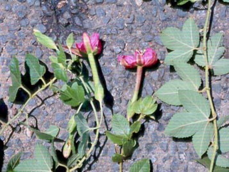Passiflora tarminiana, Passiflora tripartita var. mollissima