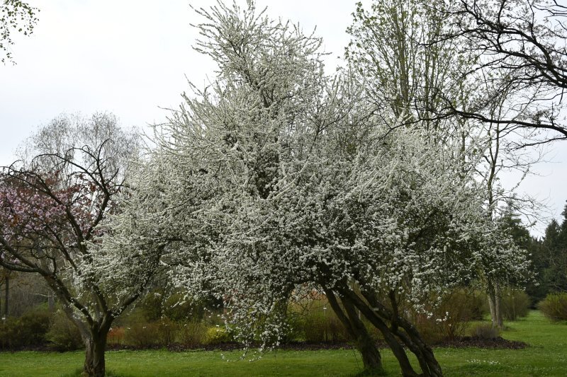 Prunus spinosa