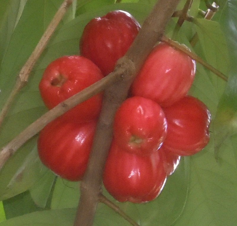 Syzygium jambos