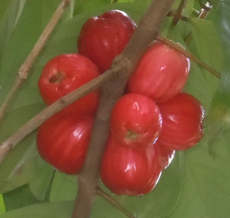 Syzygium jambos