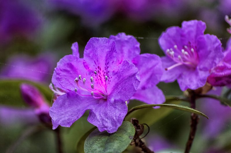 Azalea japonica